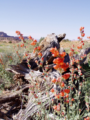 Hidden Nature- Canyonlands NP- Globe Mallow